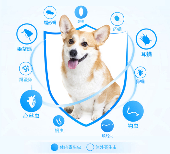 狗狗拉稀是什么原因?——欢迎在线咨询 狗狗拉稀是什么原因?——欢迎在线咨询