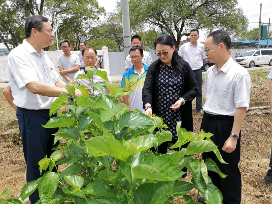 集团党委书记、董事长白涛到镇南村调研指导脱贫攻坚工作