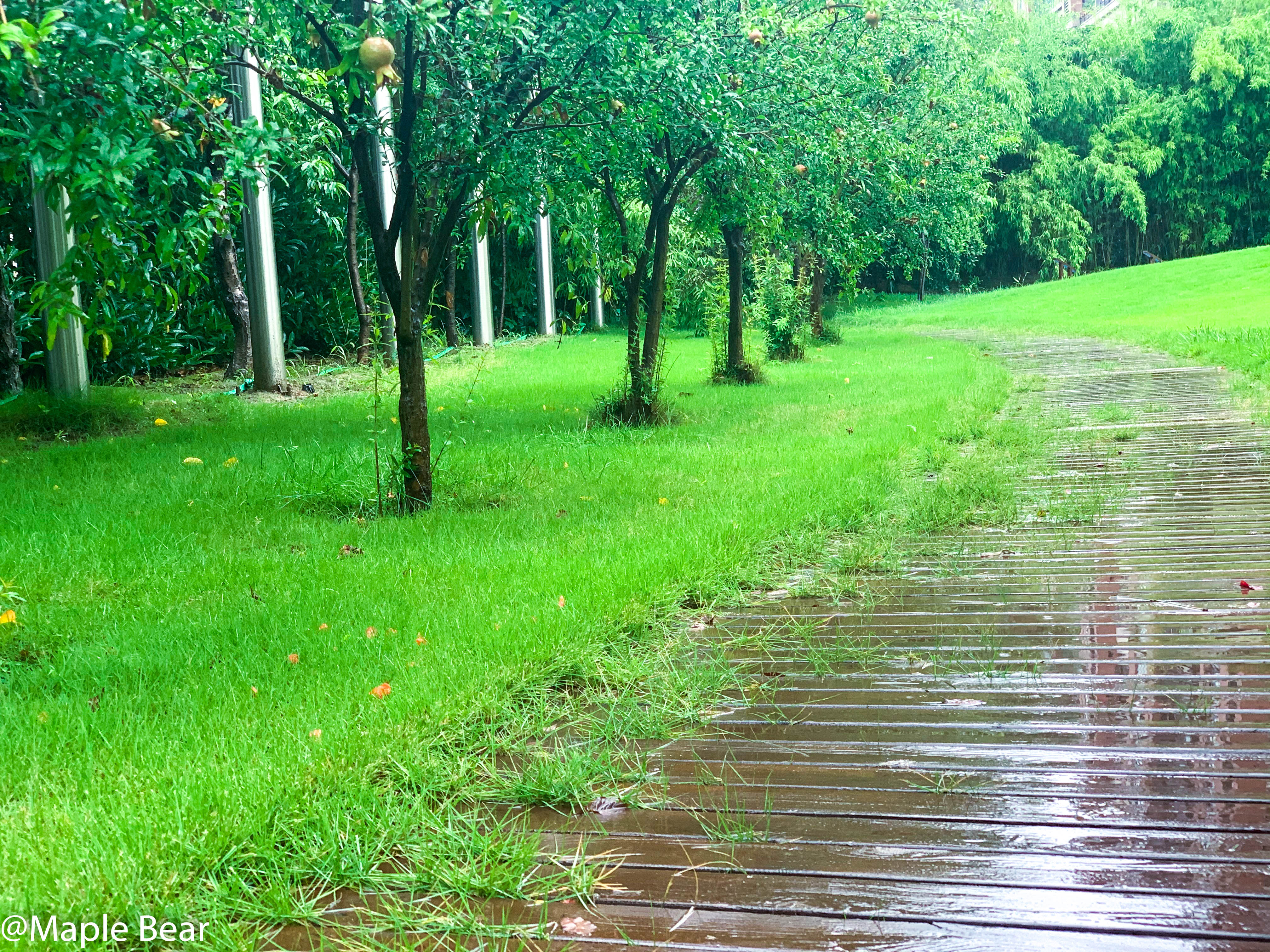 漫步在雨天里的枫叶小熊，你会看到什么样的画面？