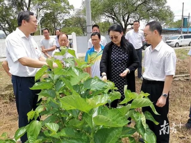 【媒体报道 】广新控股集团：南药桑田青复青，村焕新颜不复贫