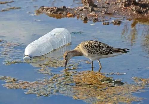 科普 | 從大氣到極地雪冰：微塑料無處不在