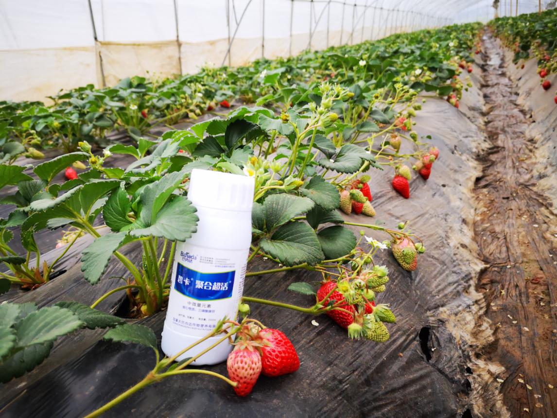 草莓施肥用什么肥料