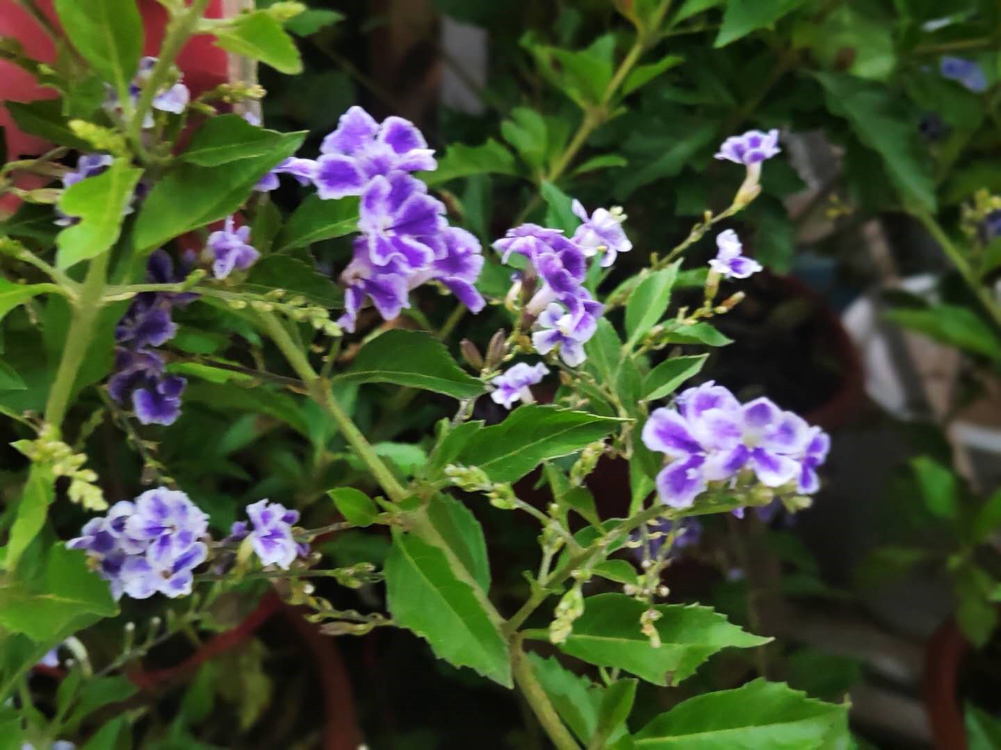 夏花灿烂—夏季花卉推荐