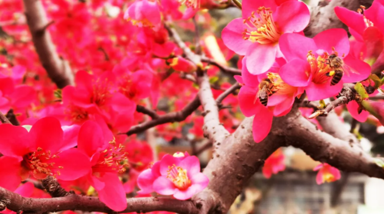 你们平安,我们便心安——致全体弘博人的一封信 你们平安,我们便心安——致全体弘博人的一封信