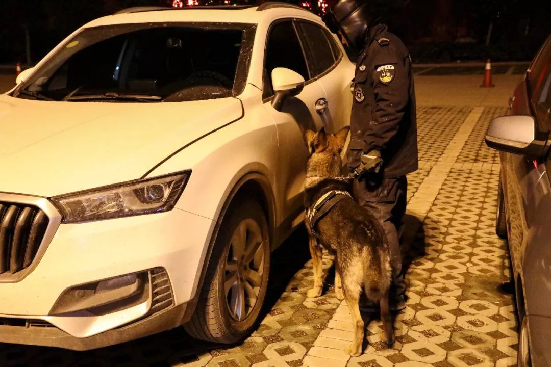 犬防服务