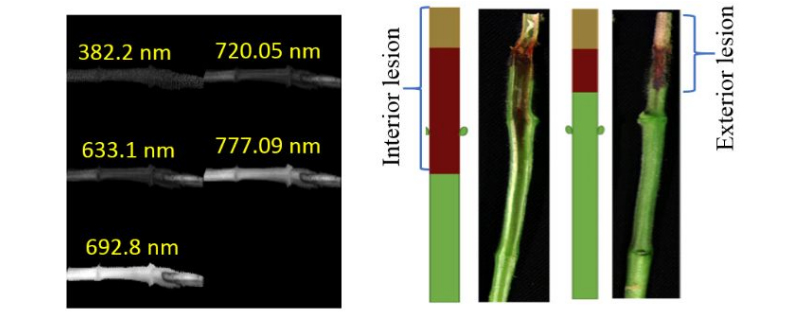植物病害的高光谱图像解译识别：3D-CNN与显著图模型