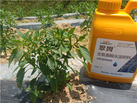 进口生根剂在辣椒苗期使用方法有哪些？