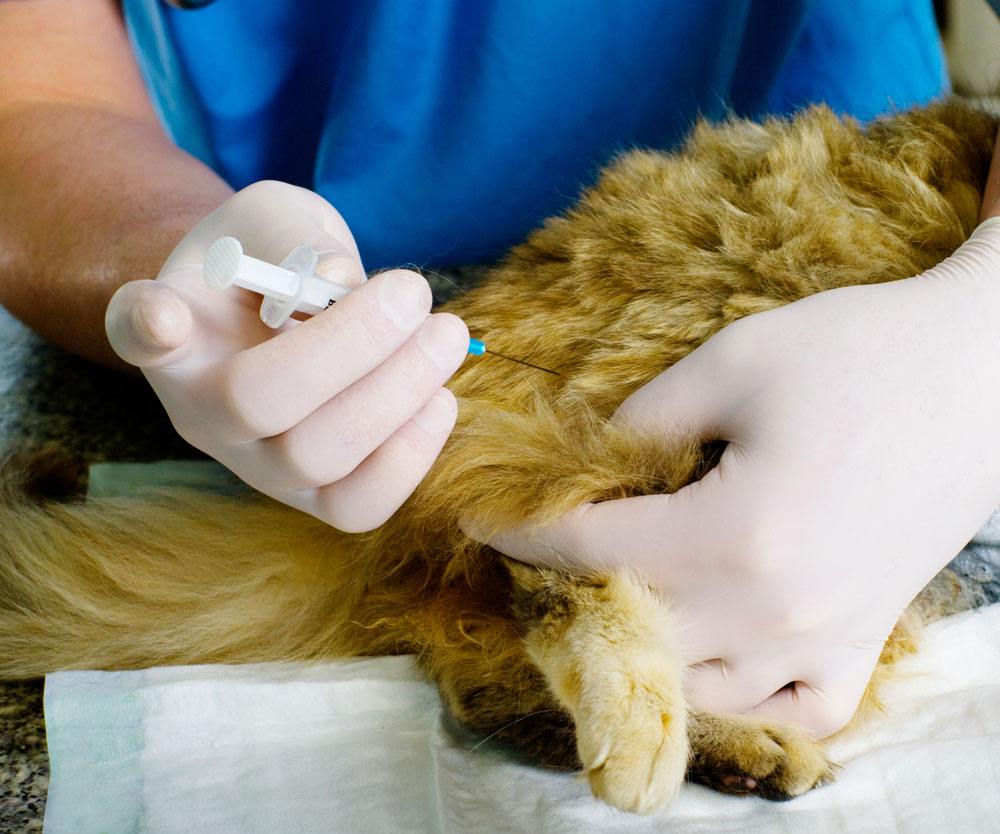 怎么给猫主子选择好的宠物医院? 怎么给猫主子选择好的宠物医院?
