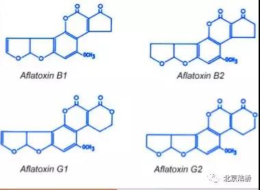 真菌毒素检测技术——黄曲霉毒素B1篇