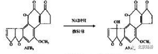 真菌毒素檢測(cè)技術(shù)——黃曲霉毒素M1篇