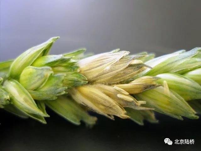 真菌毒素檢測(cè)技術(shù)——嘔吐毒素篇