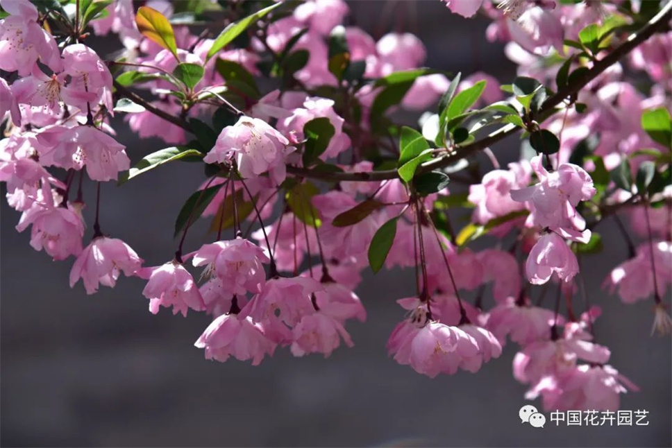 第二屆北京國(guó)際花園節(jié)在北京延慶開幕 