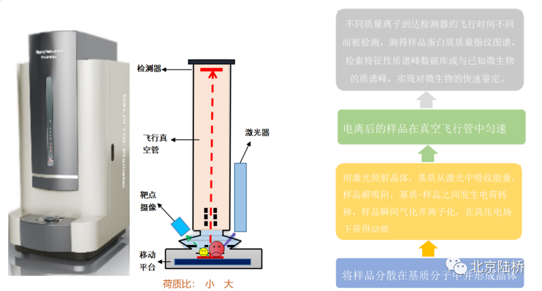 微生物鉴定方法之飞行时间质谱