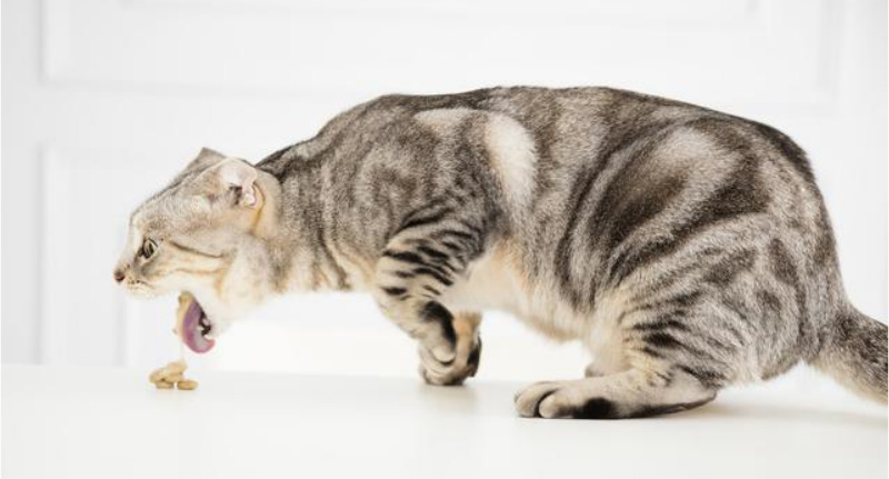 【宠物问诊】猫咪呕吐怎么办? 猫咪呕吐的几种常见原因有哪些? 【宠物问诊】猫咪呕吐怎么办? 猫咪呕吐的几种常见原因有哪些?