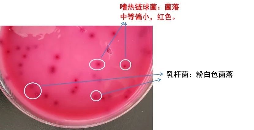 淺談嗜熱鏈球菌計(jì)數(shù)用培養(yǎng)基MC與M17瓊脂