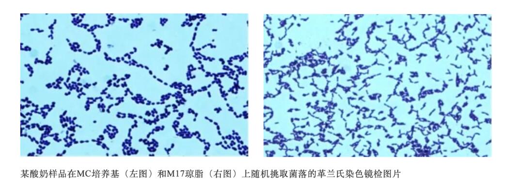 淺談嗜熱鏈球菌計(jì)數(shù)用培養(yǎng)基MC與M17瓊脂