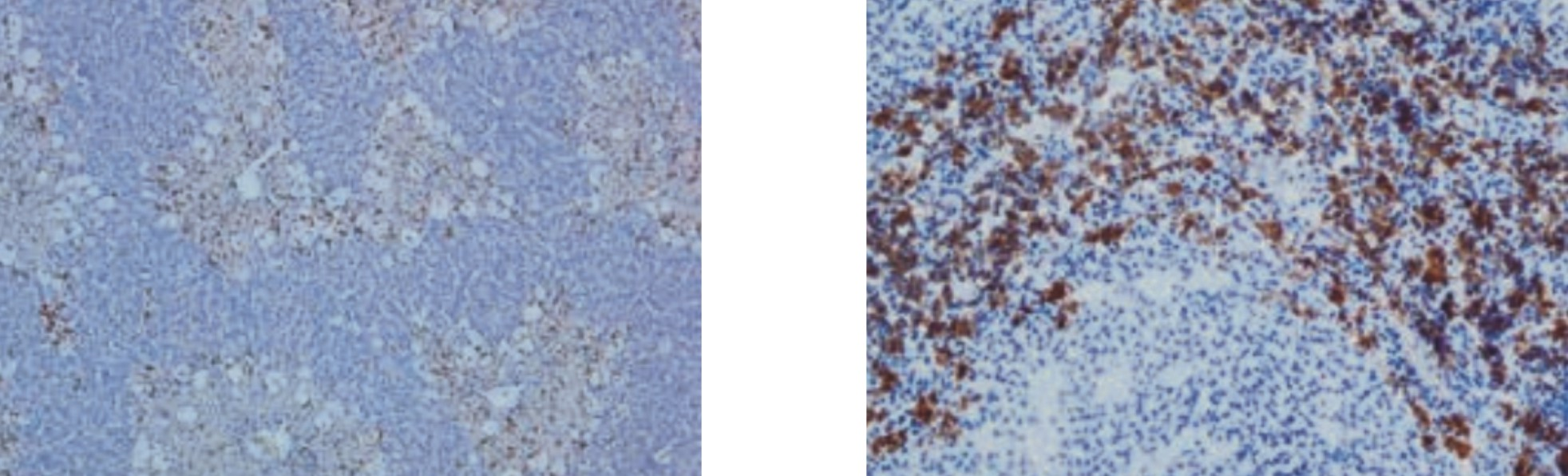 天然免疫学热点领域科研抗体(AbD Serotec®)---经典大鼠CD分子抗体