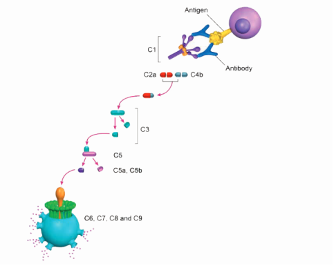 天然免疫学热点领域科研抗体(AbD Serotec®)---补体系统相关抗体