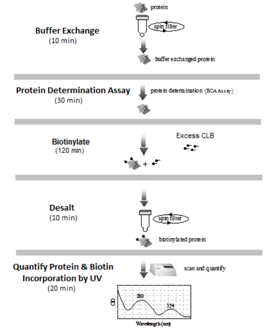 Vector Laboratories热销产品——ChromaLink® Biotin Antibody Labeling Kit