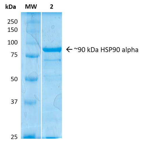 stressmarq热销产品HSP90 alpha Protein
