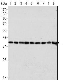 Fitzgerald热销产品10R-C141a名称：Complement C3a alpha antibody