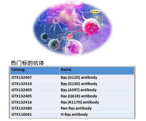 Ras突变蛋白抗体