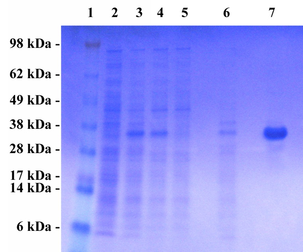 Cell Biolabs热销产品QuickTiter MuLV Core Antigen ELISA Kit