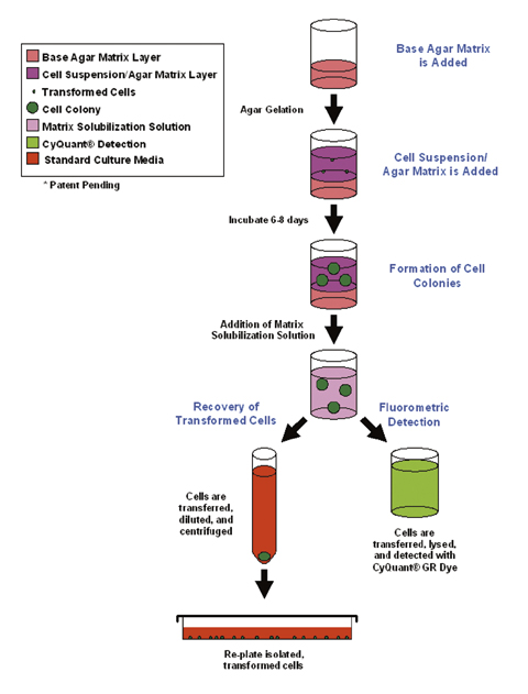 Cell bilabs细胞转化检测试剂盒