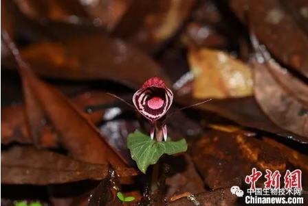 科研人员在云南腾冲首次发现濒危植物铠兰
