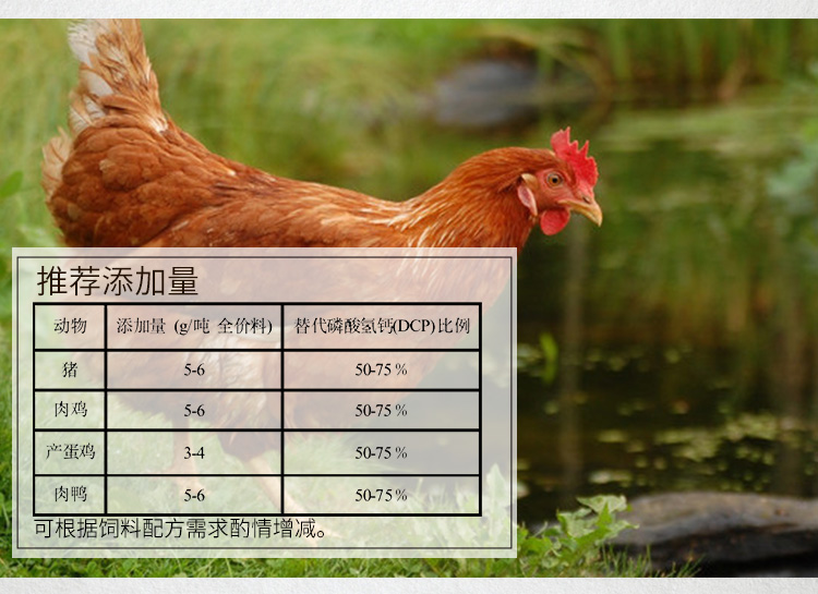 夏盛固体饲料植酸酶10万酶活(降解植酸盐/消除抗营养因子/促进消化)SDG-2436