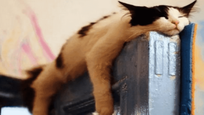【在线宠物医生咨询】猫咪的肠胃那么娇贵,怎么养护比较合适 【在线宠物医生咨询】猫咪的肠胃那么娇贵,怎么养护比较合适