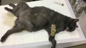 【在线宠物医生咨询】针对猫咪尿道问题,一定要重视 【在线宠物医生咨询】针对猫咪尿道问题,一定要重视