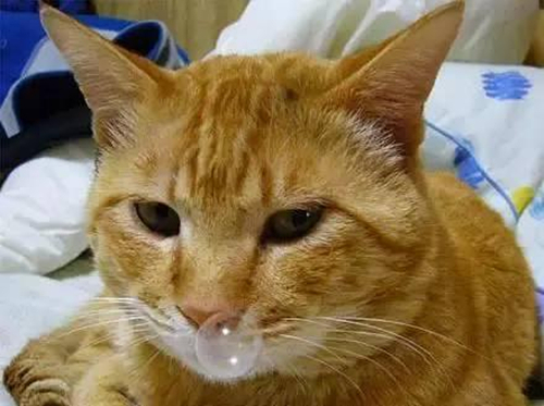 【宠医在线咨询】遇到猫鼻支怎么办? 【宠医在线咨询】遇到猫鼻支怎么办?