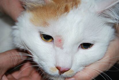 【宠物在线咨询】猫藓有哪些原因,如何治疗 【宠物在线咨询】猫藓有哪些原因,如何治疗