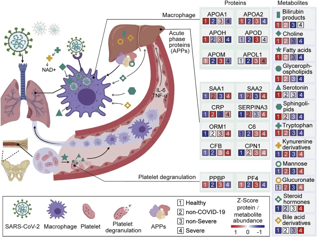 CELL | 最新突破：蛋白质组与代谢组联合分析筛选新冠肺炎血液生物标志物