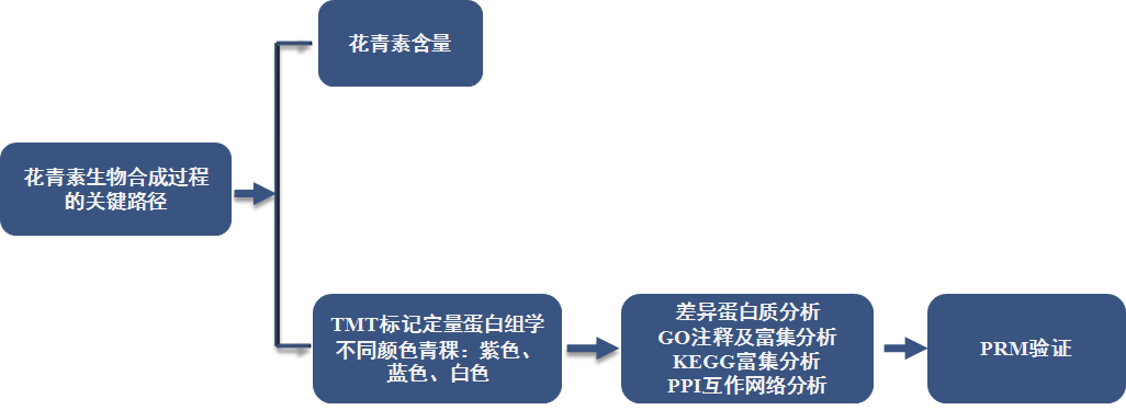 客户文献 | 利用定量蛋白质组学分析揭示青稞积累花青素的相关蛋白质和途径 客户文献 | 利用定量蛋白质组学分析揭示青稞积累花青素的相关蛋白质和途径