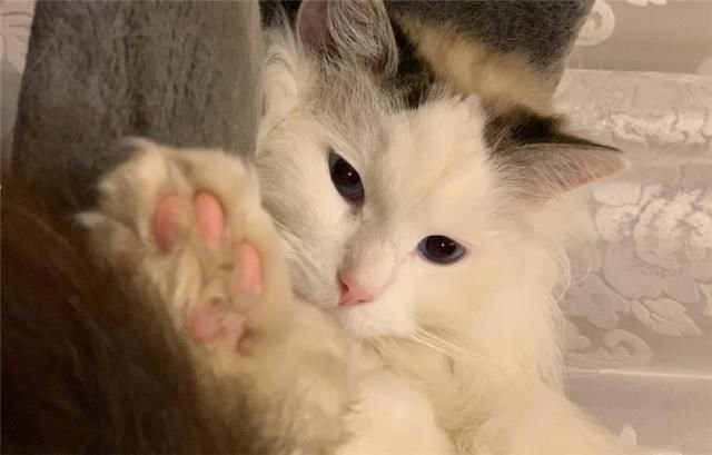 【宠物在线咨询】猫咪的皮肤病反复不停,应如何处理 【宠物在线咨询】猫咪的皮肤病反复不停,应如何处理