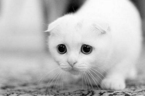【宠物医生咨询】可以从哪些方面注意猫咪的肠胃调整? 【宠物医生咨询】可以从哪些方面注意猫咪的肠胃调整?