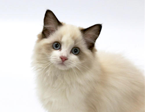 【在线宠医咨询】给猫看病不花钱?知名宠物医生在线解答 【在线宠医咨询】给猫看病不花钱?知名宠物医生在线解答