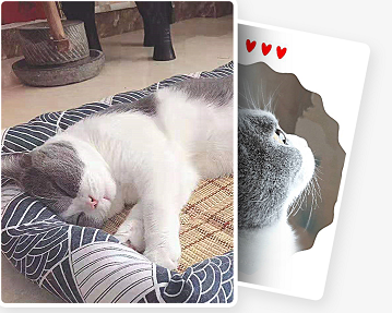 【宠物在线咨询】猫粮如何选择比较好? 【宠物在线咨询】猫粮如何选择比较好?