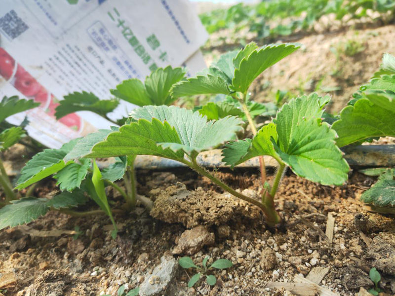 微生物菌劑為什么對于土壤這么重要