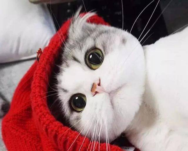 【在线宠医咨询】猫猫的一些常用品,你购买正确了吗? 【在线宠医咨询】猫猫的一些常用品,你购买正确了吗?