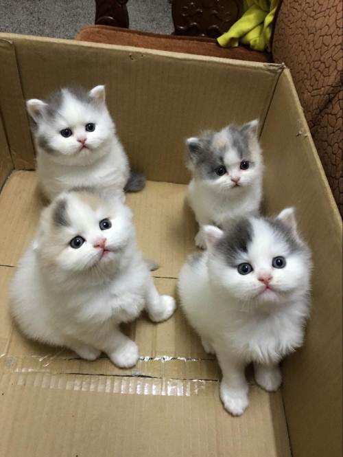 【在线宠物医生】如何处理一下宠物猫的泪痕 【在线宠物医生】如何处理一下宠物猫的泪痕