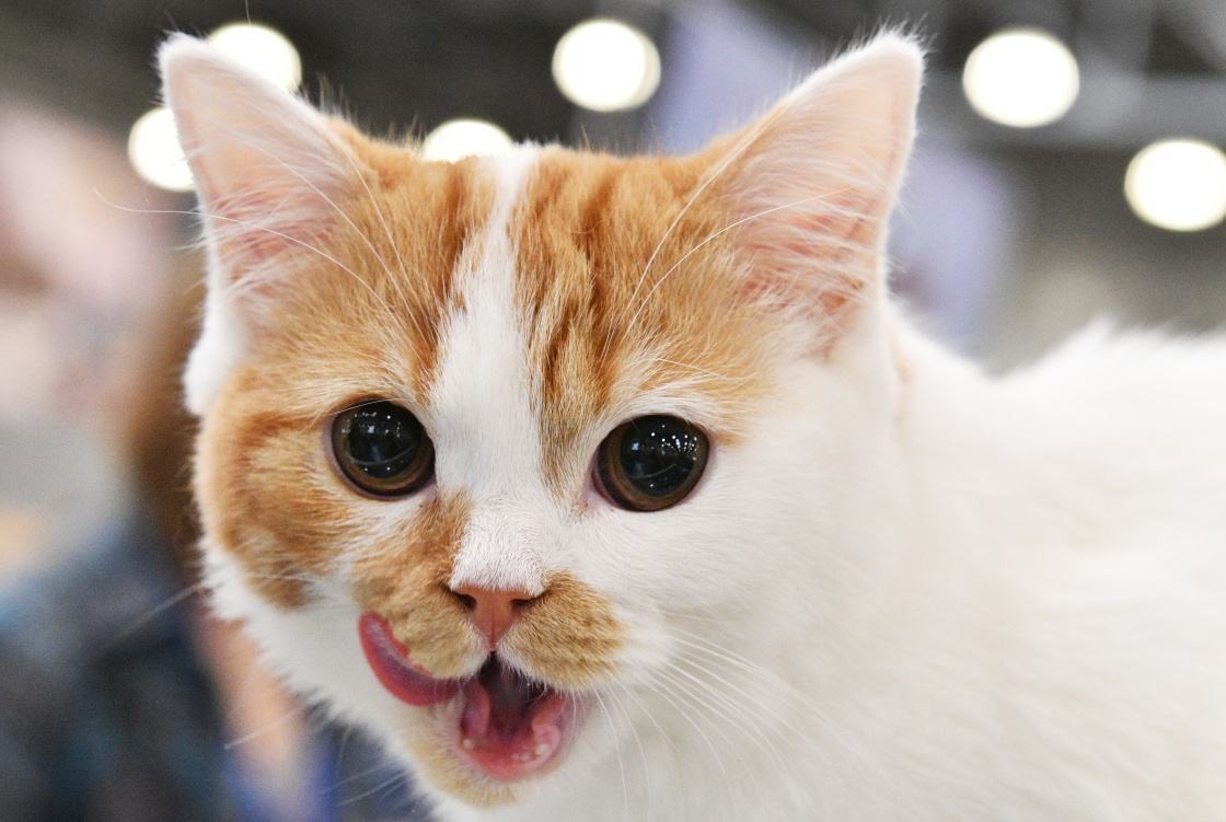 【在线宠物医生咨询】宠主应该如何去辨别猫咪健康 【在线宠物医生咨询】宠主应该如何去辨别猫咪健康