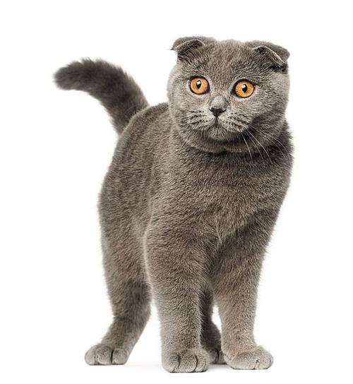 【在线宠物医生咨询】如何辨别猫咪的健康情况 【在线宠物医生咨询】如何辨别猫咪的健康情况