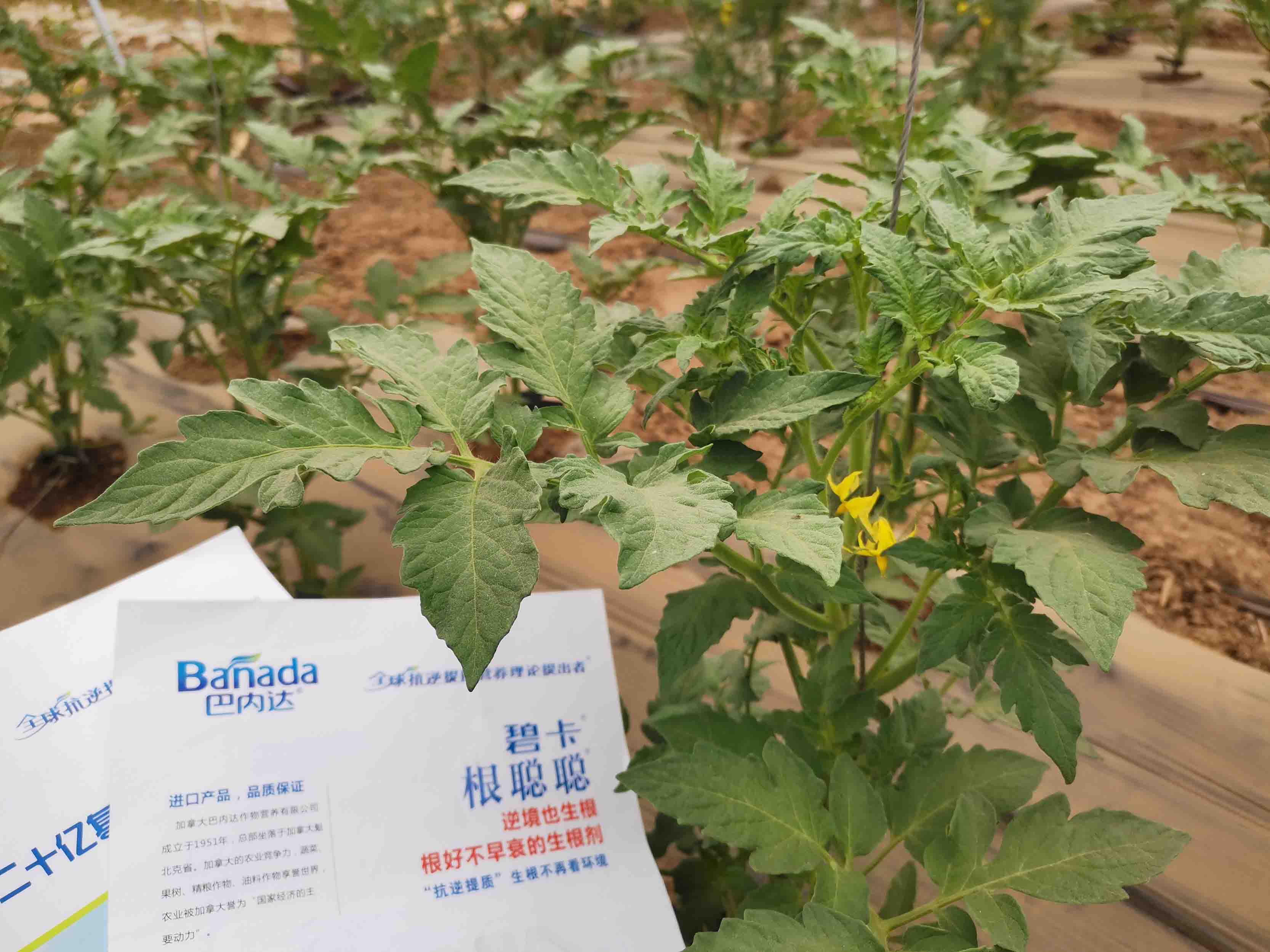 进口生根剂在西红柿苗期使用方法有哪些？