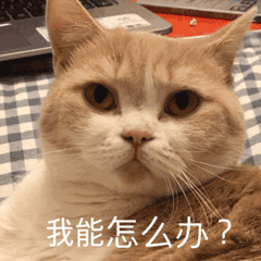 【在线宠物医生】为什么猫咪明明吃得很多,却不见长胖呢? 【在线宠物医生】为什么猫咪明明吃得很多,却不见长胖呢?
