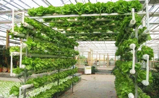 无土栽培营养液配制的原料选择和水质选择 无土栽培营养液配制的原料选择和水质选择