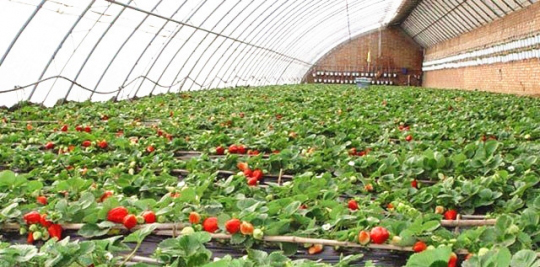 草莓水肥一体化技术模式