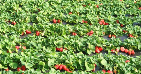 草莓水肥一体化技术模式